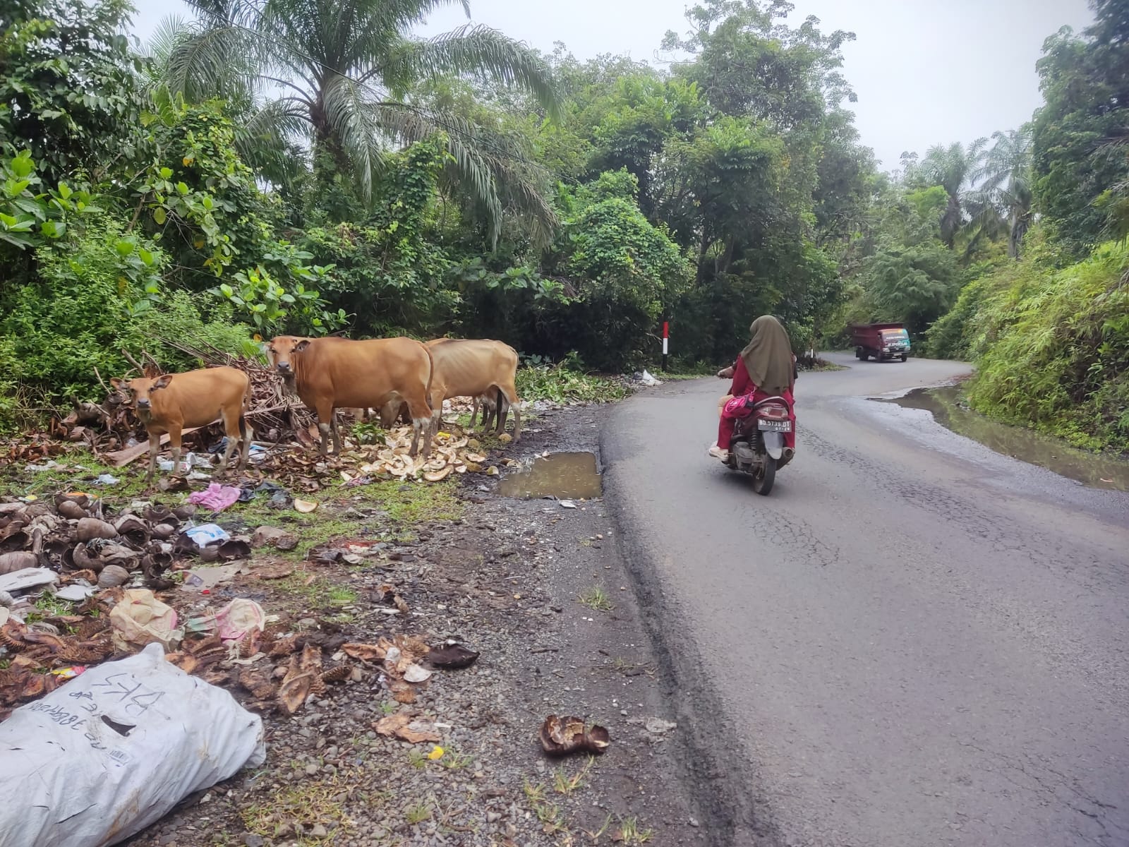 Selain Sampah, Hewan Ternak Masih Ramaikan Jalan Tengah