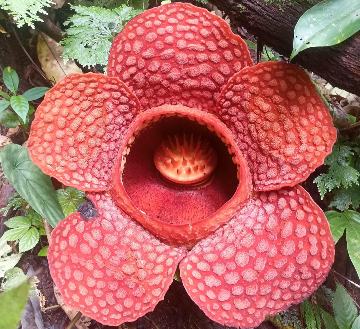 Mengenal Rafflesia Kemumuensis, Bunga Terbesar yang Baru Mekar di Kemumu