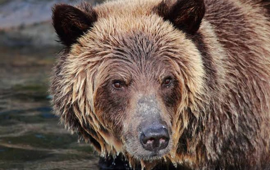 Kemunculan Beruang Kembali Gegerkan Warga Suka Makmur, Begini Kata BKSDA
