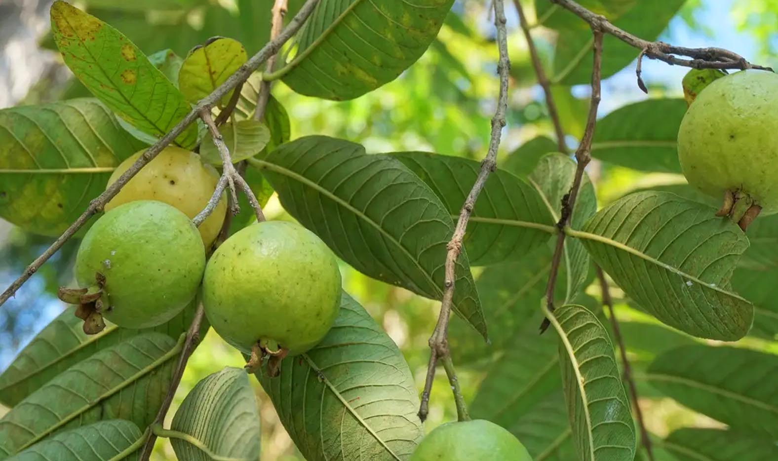 Jenis Buah Jambu dan Manfaatnya untuk Kesehatan