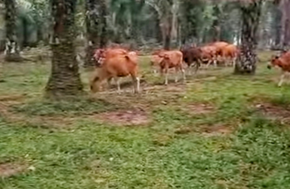 Integrasi Sapi-Sawit Jadi Strategi Baru Dongkrak Ekonomi Petani Mukomuko