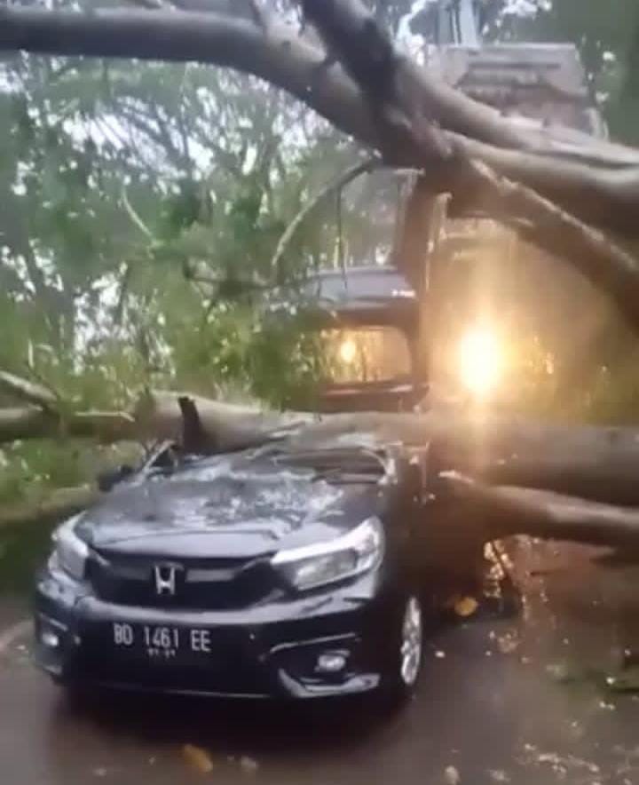 Angin Kencang, 1 Mobil Tertimpa Pohon, 2 Penumpang Terjebak