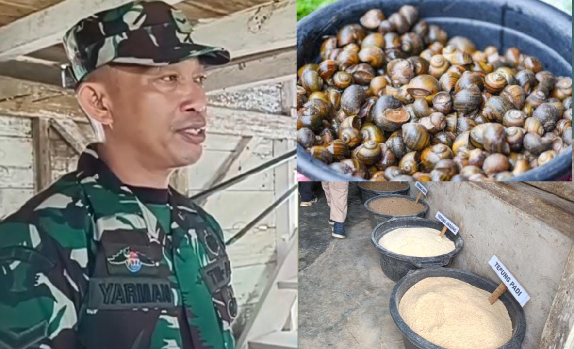 Mengandung Protein Tinggi, Prajurit TNI di Bengkulu Olah Keong Sawah Dijadikan Pelet Ikan