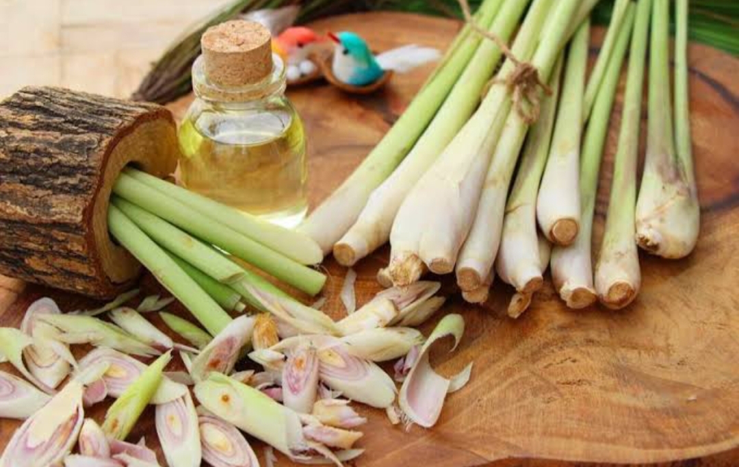 Dikira Cuma untuk Bumbu Masakan, Ternyata Ini Khasiat Daun Serai Bagi Kesehatan, Yang Sering Flu Wajib Tahu