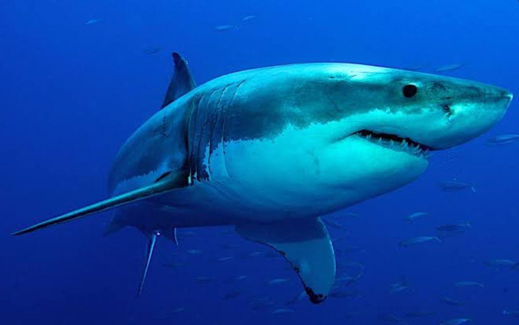 5 Ikan Ini 'Haram' Dimakan Pasca Operasi Caesar, Ibu Harus Tahu