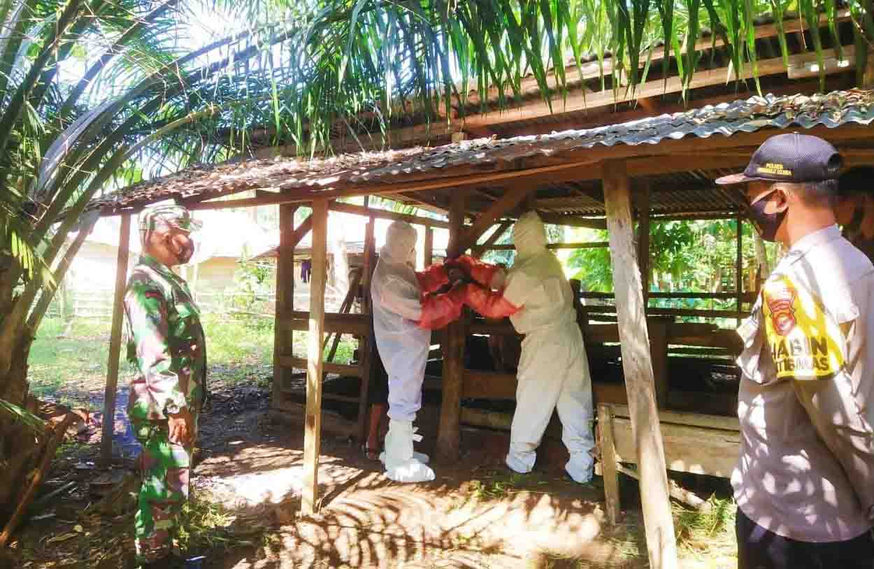 Diserang PMK, 4 Sapi Warga Air Muring Mati Muda