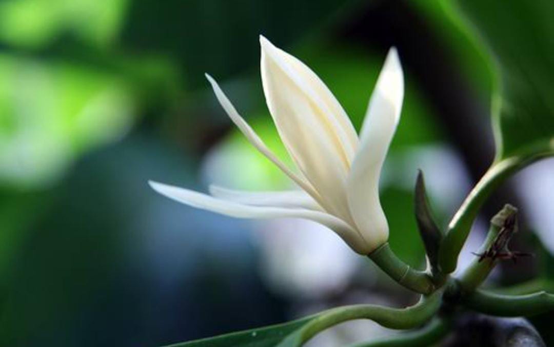 8 Khasiat dan Kegunaan Bunga Kantil dalam Dunia Spiritual, Diantaranya Mendeteksi Kesucian Calon Pengantin