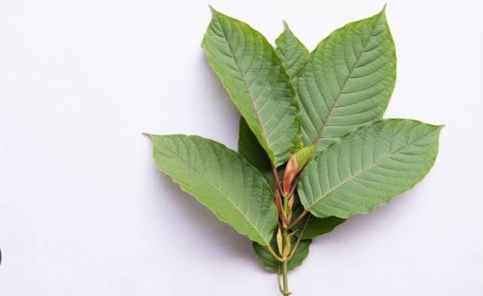 5 Fakta Menarik Tentang Daun Kratom, Tanaman Herbal Berefek Candu yang Dilarang di Indonesia