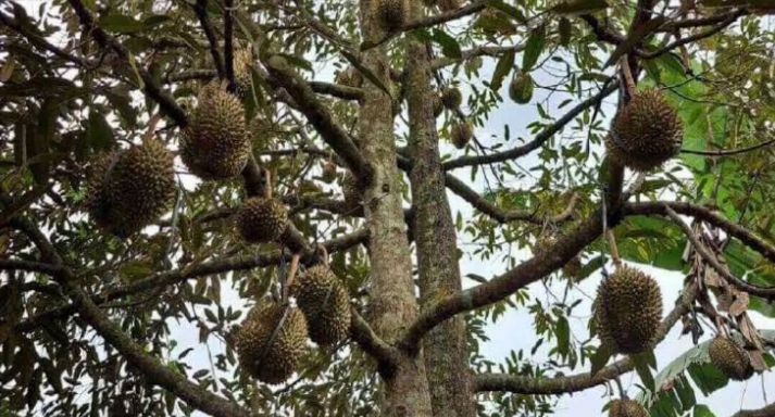 Tips Jitu Membuat Pohon Durian Cepat Berbuah, Gak Perlu Pakai Cara yang Aneh-aneh!