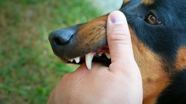 Gigitan Anjing Rabies Picu Hydropobia hingga Kematian, Pemilik Sebaiknya Lakukan Tindakan Pencegahan Ini