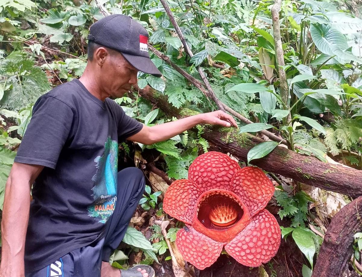 Bunga Raflesia Kembali Mekar di Palak Siring Kemumu, Bengkulu Utara