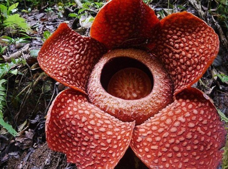 Catat, Ini 5 Lokasi untuk Melihat Bunga Rafflesia Arnoldi di Bengkulu