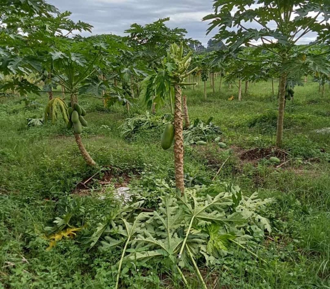 Kebun Pepaya Milik Desa Tanjung Agung Kembali Dirusak OTD