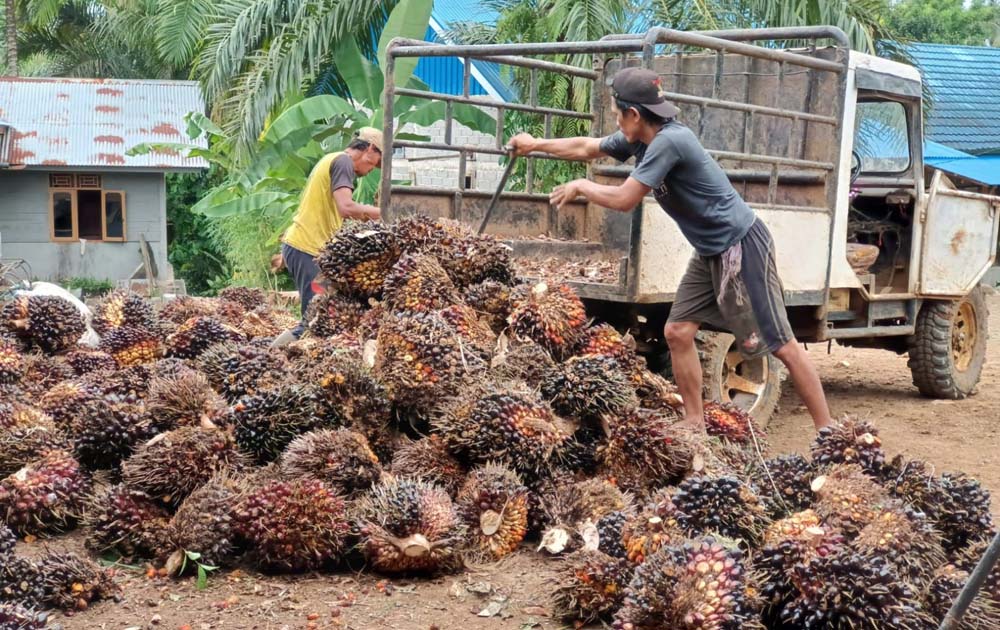 Harga Sawit Anjlok, Ini Harapan Petani