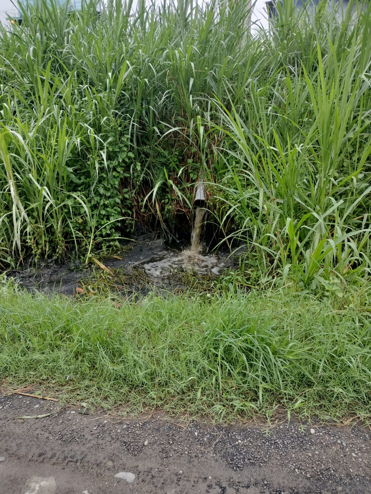 Diduga Air Limbah 'Ngalir' ke Sungai Air Kukun, Ini Tanggapan Askep PT KSM