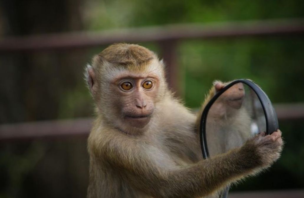 Sering Dikira Sama, Ternyata Ini Bedanya Kera dan Monyet