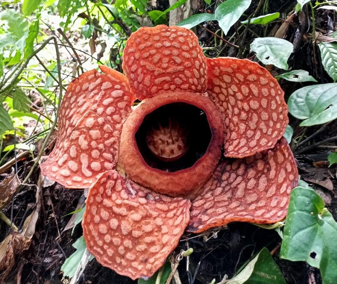 Raflesia Kemumuensis Kembali Mekar di Kemumu, Ukurannya Lebih dari Setengah Meter 