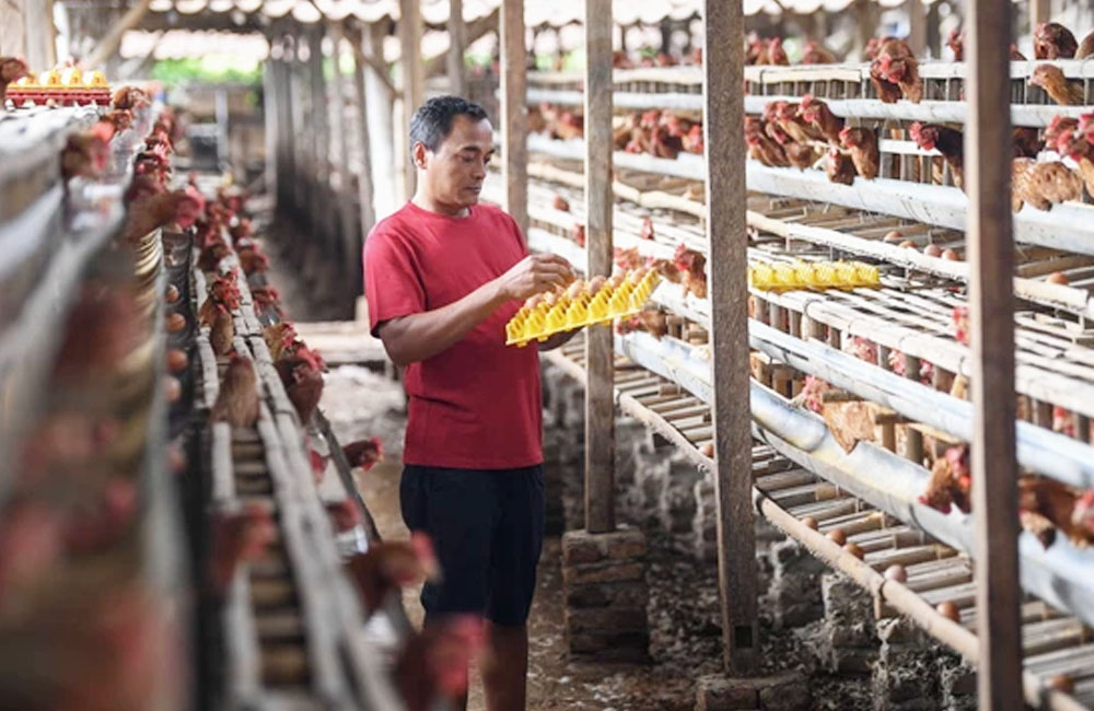 Harga Pakan dan Pasokan Luar Daerah Tekan Peternak Ayam di Bengkulu Utara