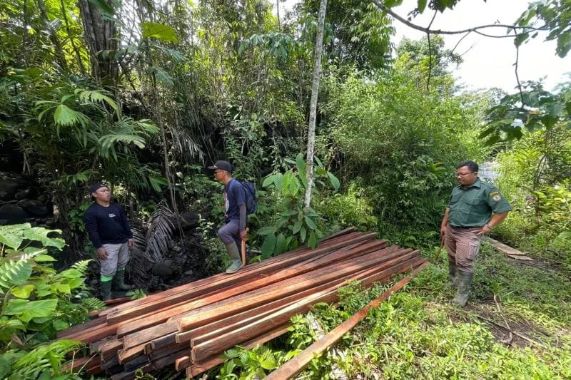 Ratusan Potong Kayu Ditemukan di Lebong, Diduga Hasil Pembalakan Liar