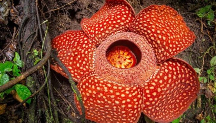 Dibalik Cantiknya Bunga Rafflesia Bengkulu Ternyata Menyimpan Kisah Penuh Ironi dan Ketamakan