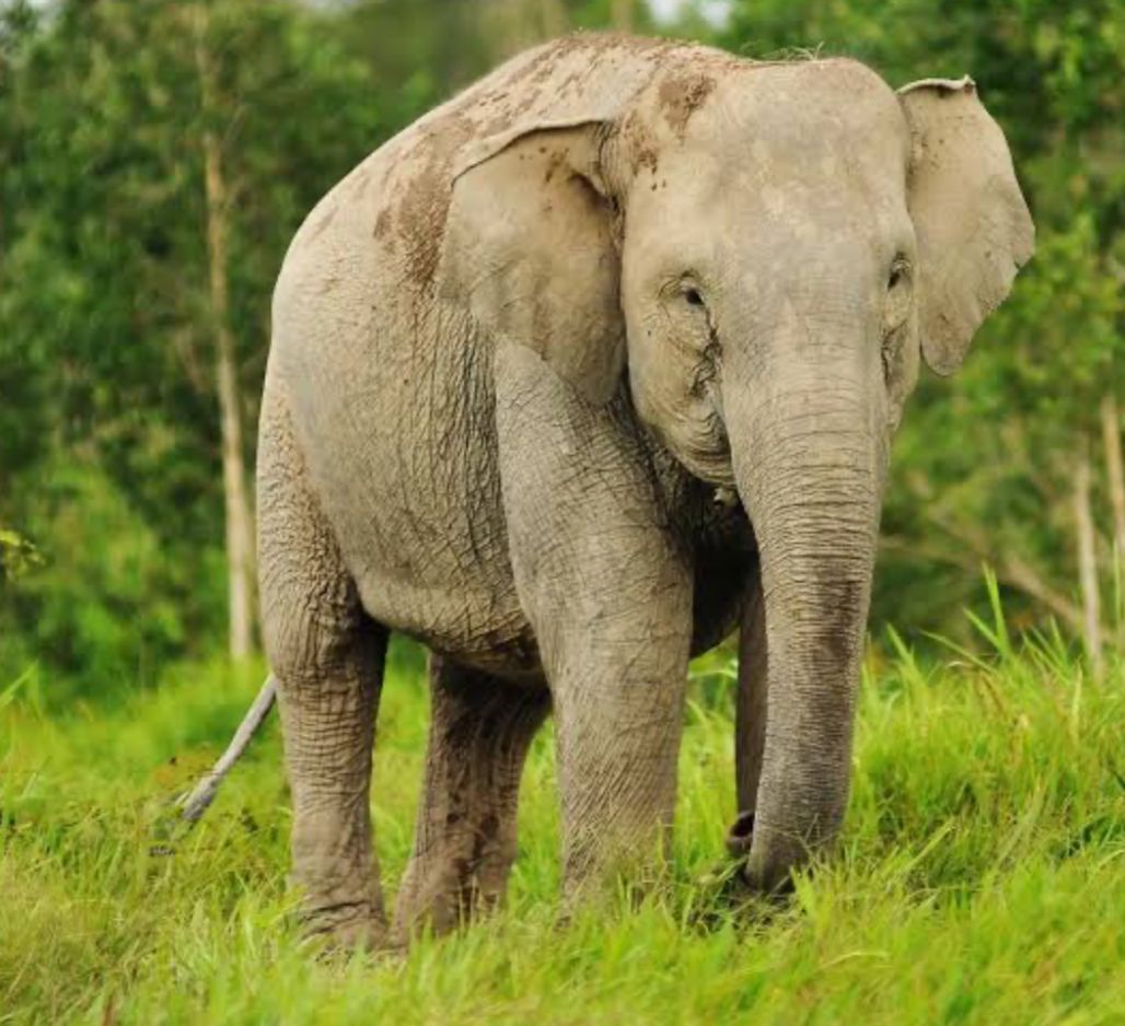 Simak, Ini Jenis-jenis Gajah yang Ada di Indonesia