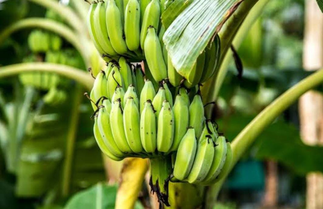 Cara Aman Mematangkan Pisang Menjadi Sempurna tanpa Karbit, Tapi Hanya Menggunakan Ekstra Joss, Ini Caranya