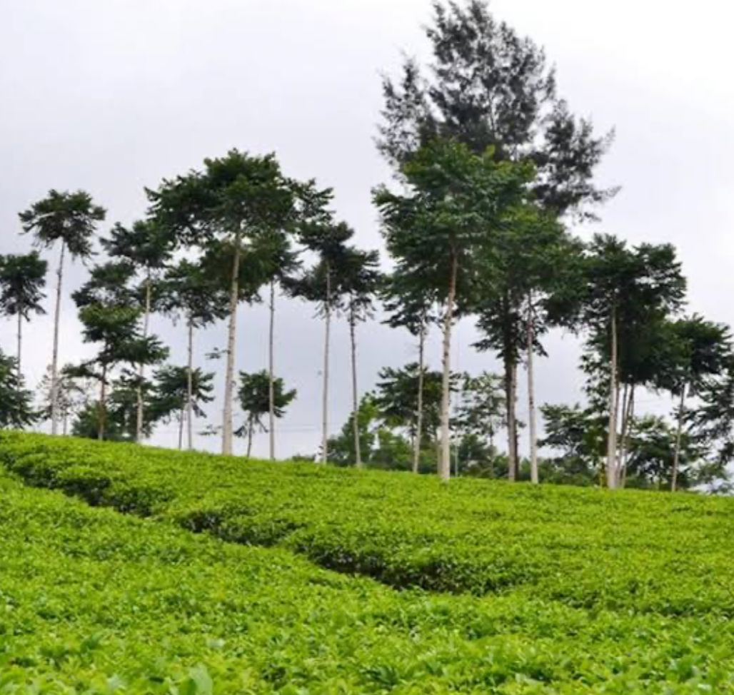 Sejuknya Udara di Wisata Kebun Teh Kabawetan Bengkulu