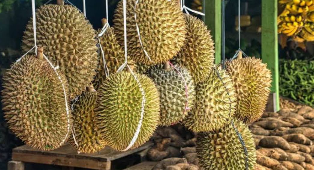 Kenapa Harus Beli Durian dari Bengkulu? Ini Keistimewaannya Sehingga Berbeda dari yang Lain