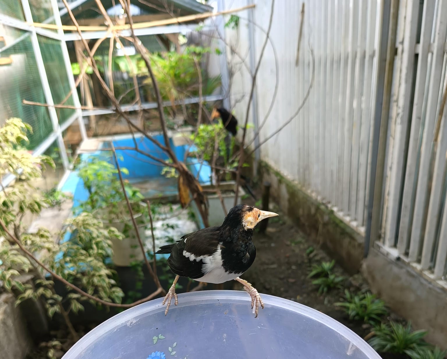 10 Jenis Tanaman yang Cocok untuk Aviary Mini, Agar Terlihat Alami Seperti di Hutan