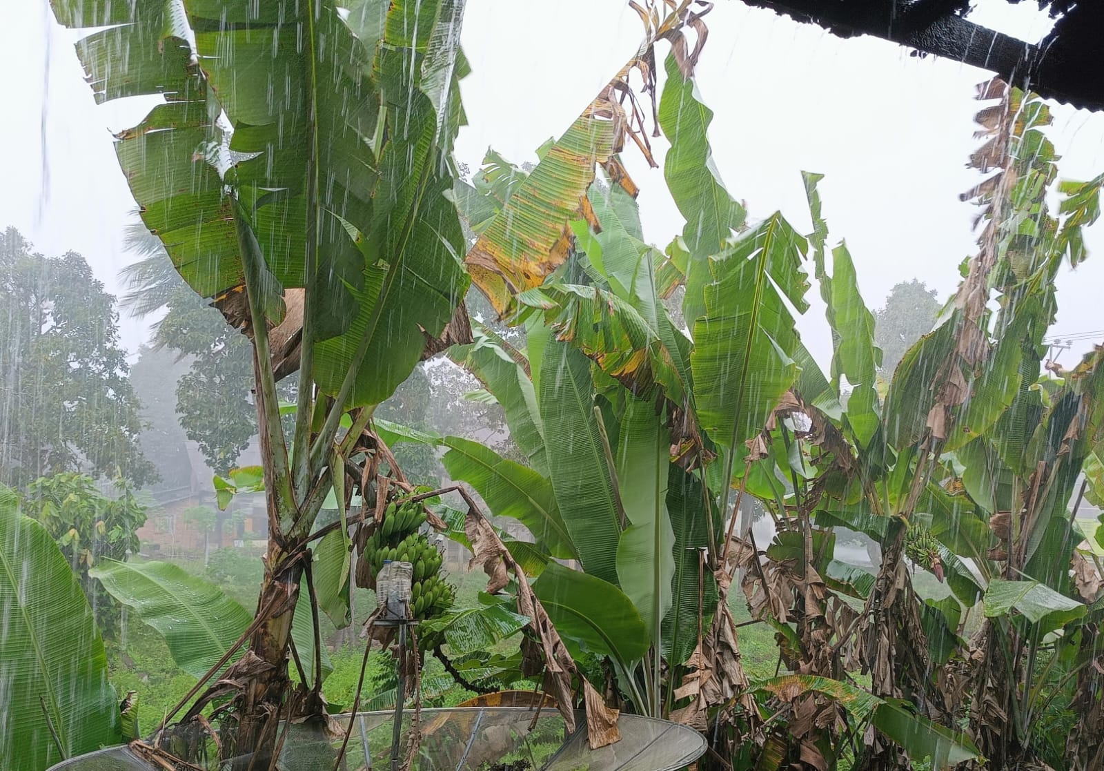 Masyarakat Diminta Waspadai Dampak Cuaca Ekstrem