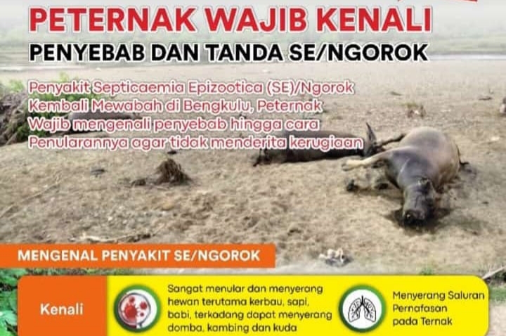 Masyarakat Diminta Waspadai Serangan Penyakit 'Ngorok' pada Ternak, Begini Ciri-cirinya