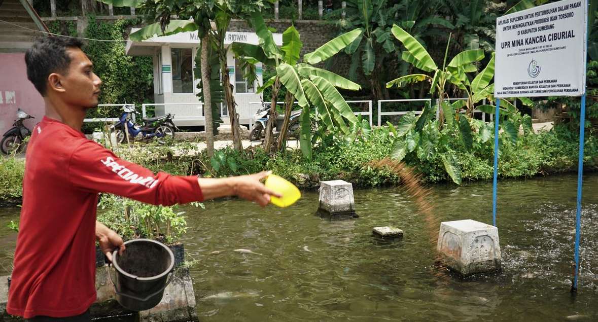 Kandungan Protein Setara Ikan Salmon, Ikan Kancra Diburu Umat Tionghoa Jelang Tahun Baru Imlek