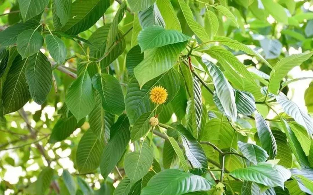 Ramai di Bahas, Apa itu Kratom dan Kenapa Disebut Seperti Narkoba? Berikut Penjelasannya