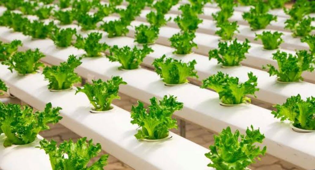 Jangan Bingung, Ini Perbedaan Sayur Organik dan Hidroponik