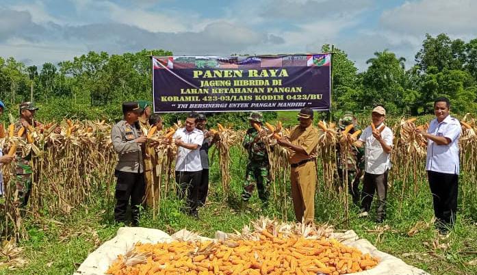 Ditangan Prajurit TNI, Kodim 0423/Bengkulu Utara Berhasil Panen Raya Jagung Hibrida di Padang Jaya 