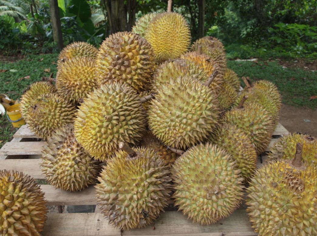 Mengenal 7 Jenis Varietas Durian Unggulan di Provinsi Bengkulu
