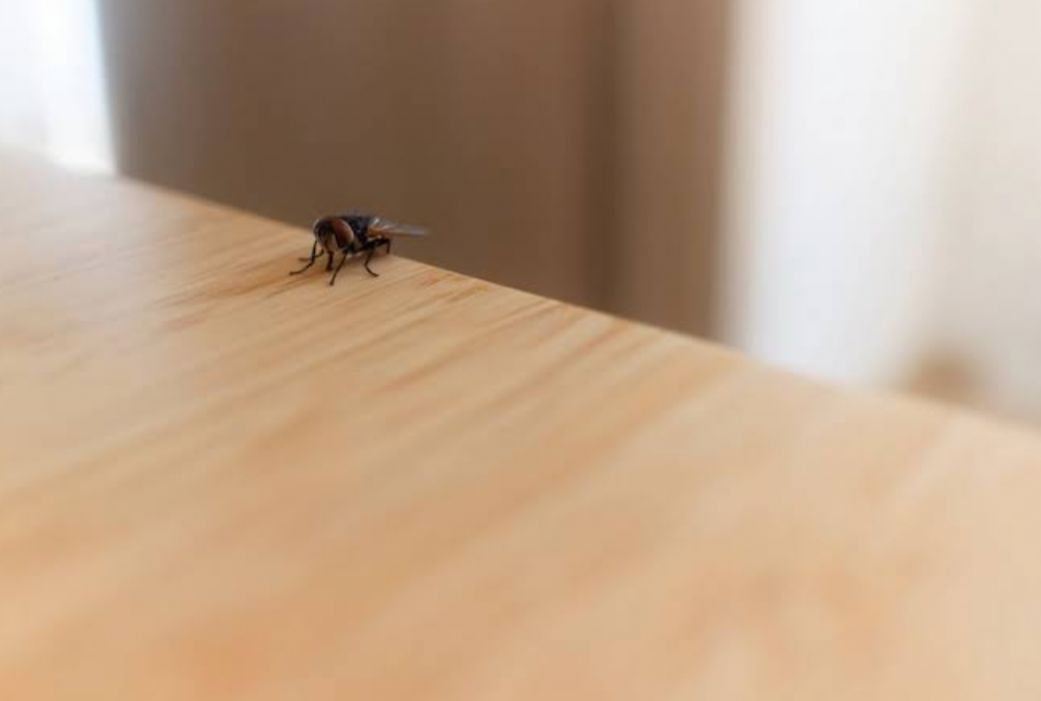 Jangan Disemprot, Ini 7 Cara Usir Lalat di Meja Makan