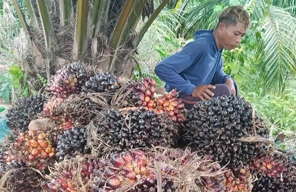 Harga Sawit di Mukomuko Bertahan di Kisaran Rp2.550–Rp2.840/Kg