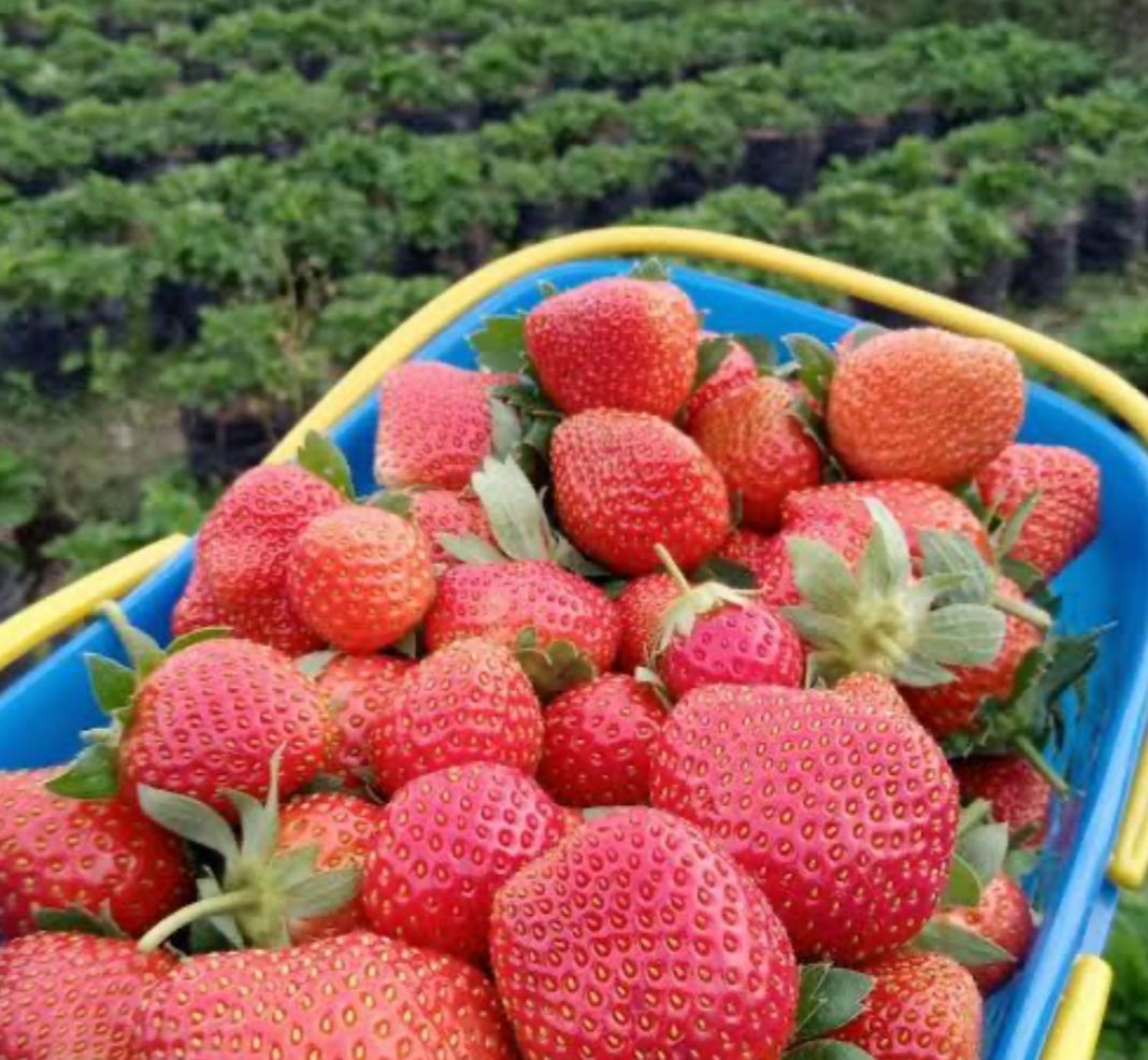 4 Pilihan Wisata Kebun Strawberry Terdekat di Bengkulu, Si Kecil Pasti Senang