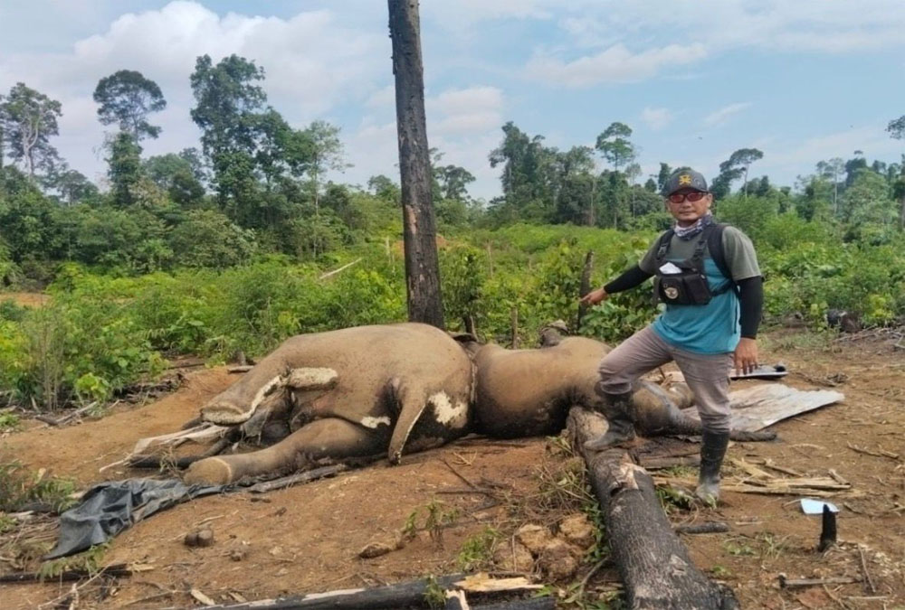 Dua Gajah Mati Misterius, Polres Mukomuko Turun Selidiki Dugaan Kejahatan Satwa