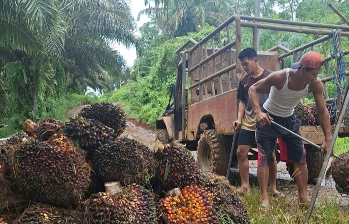 Dampak Pendangkalan Alur Pelabuhan Pulau Baai, Pabrik CPO PT SIL Hentikan Pembelian TBS Sawit