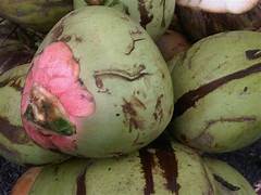 Selain Menyegarkan, Kelapa Merah Ternyata Juga Kaya Akan Manfaat untuk Kesehatan