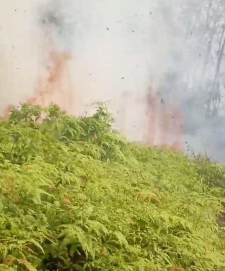 Sore, Ini Lahan Perkebunan Milik PT Air Muring Kembali Terbakar