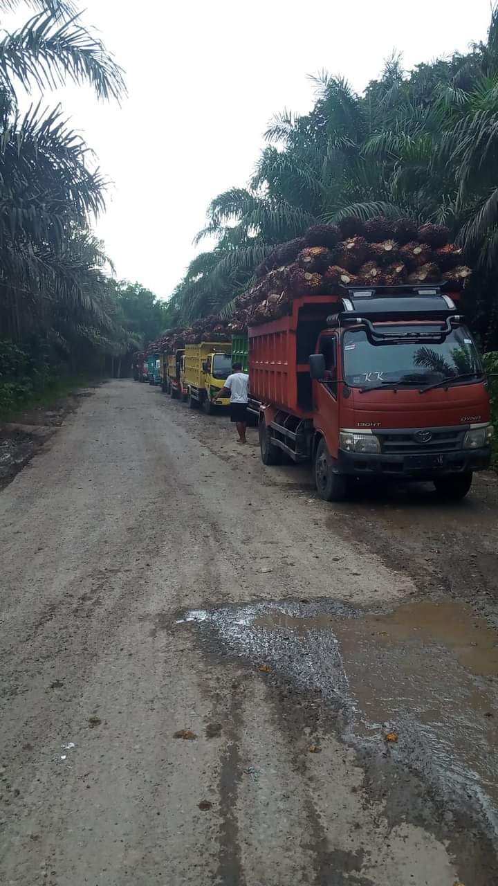 Babak Belur, Harga Sawit Terjun ke Rp 890/Kg