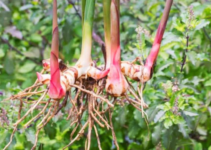 Tak Hanya Sebagai Bumbu Masak, Lengkuas Juga Ternyata Kaya Akan Manfaat