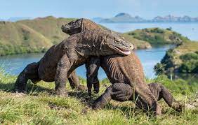 Selain Kadal Terbesar, 5 Fakta ini Ternyata ada di Hewan Komodo