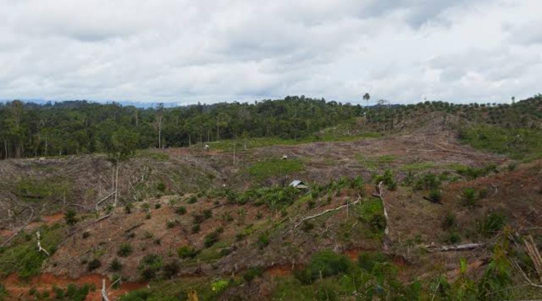 Kades di Bengkulu Utara Terindikasi Ikut Aksi Perambahan dan Terlibat Jual Beli Lahan di HPT Lebong Kandis