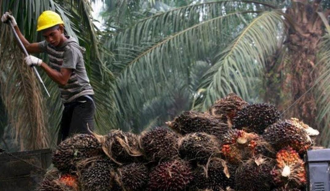 Bukan Bengkulu, Ternyata Provinsi ini Pemilik Kebun Sawit Terluas di Indonesia