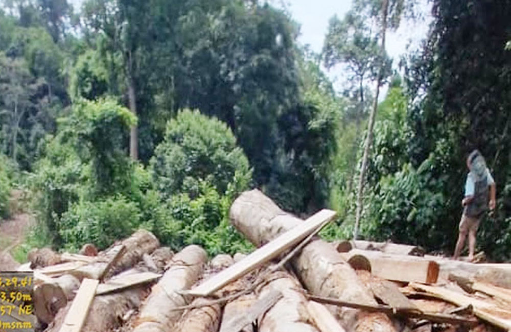 Kawasan BAS Masih Terancam Dugaan Praktik Ilegal Logging