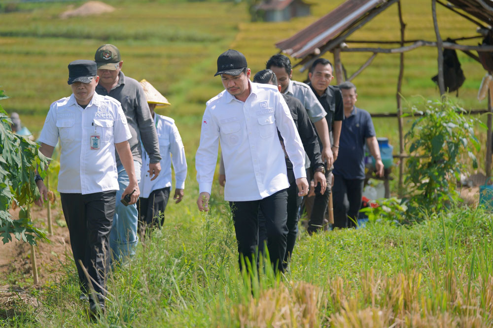 Pemkab Targetkan Penambahan Luas Lahan Tanam Padi 5.900 Hektare 
